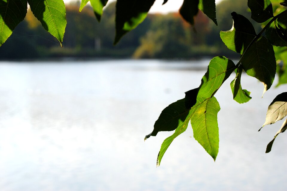 Leaves gelsenkirchen berger lake