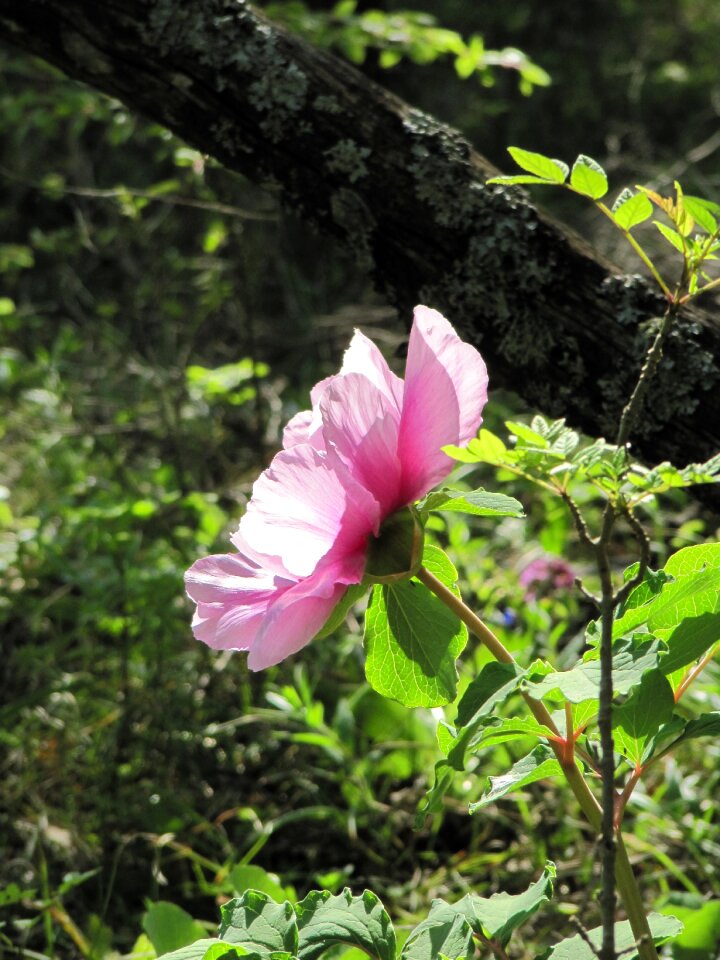 In the forest grass peony