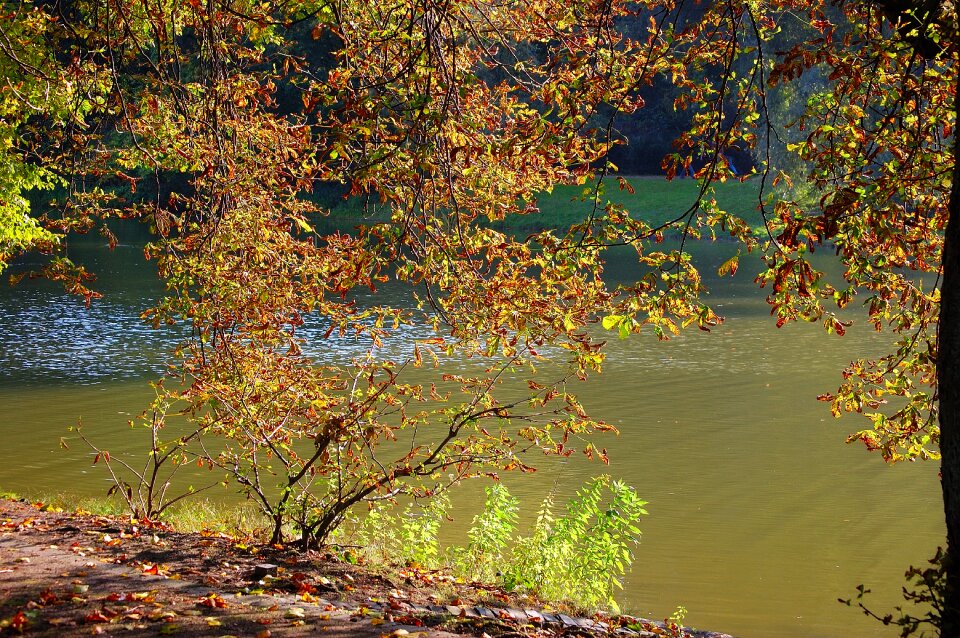 Leaves nature sunny