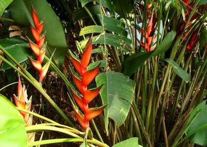 Heliconiaceae flower plant