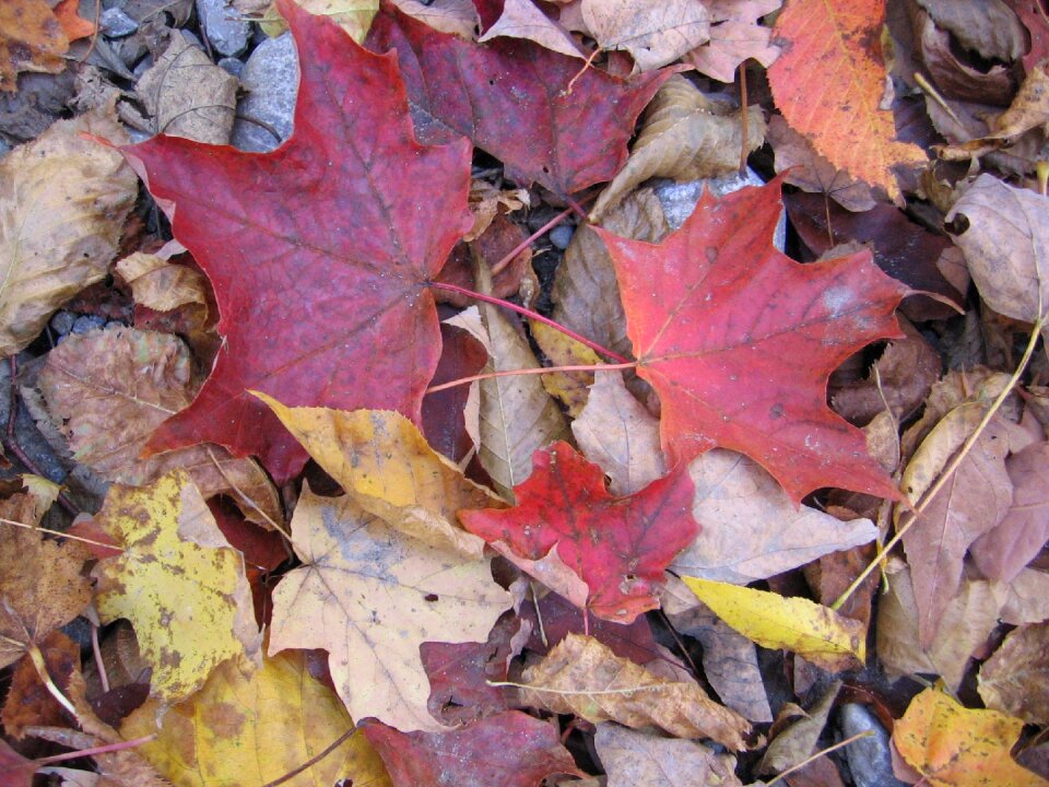 Autumn colorful fall