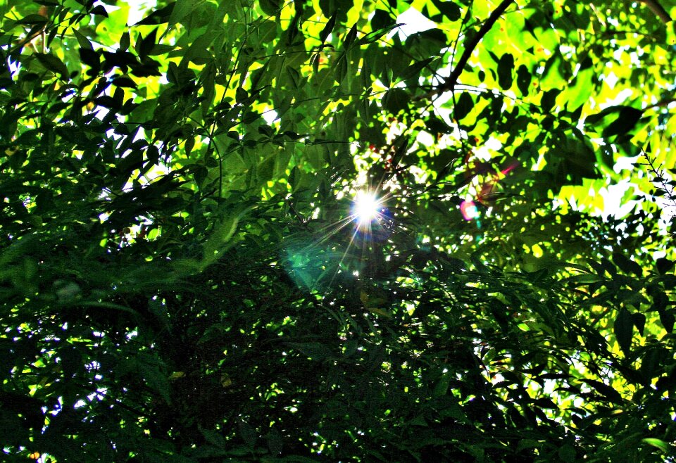 Tree green foliage