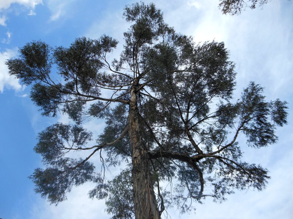 Sky clouds trees