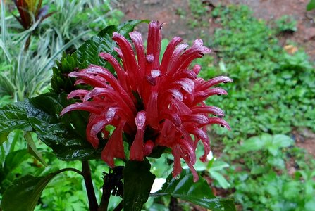 Plume flower justicia carnea acanthaceae photo