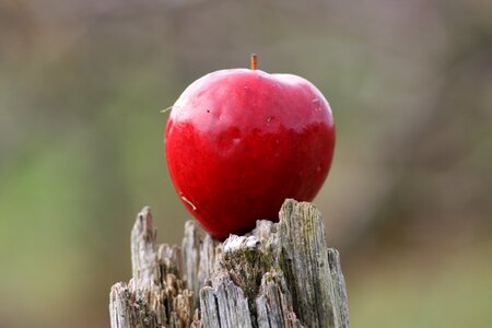 Ripe fruit apple tree