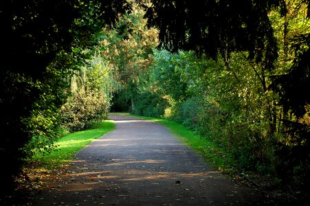 Leaves nature mood