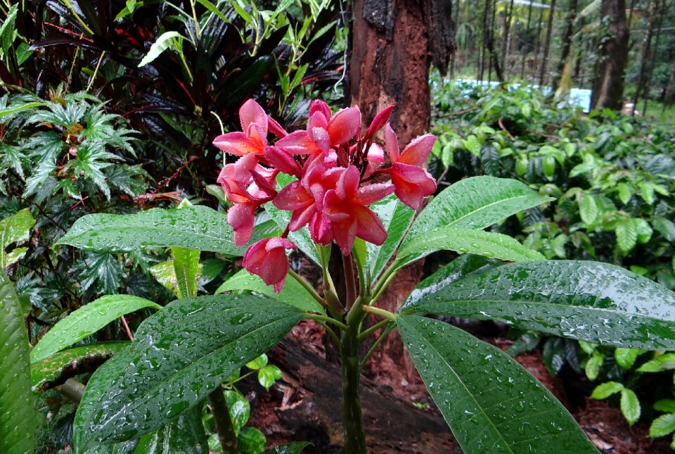 Temple tree plumeria flower photo