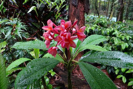 Temple tree plumeria flower