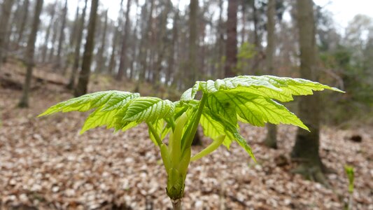 Landscape growth plug