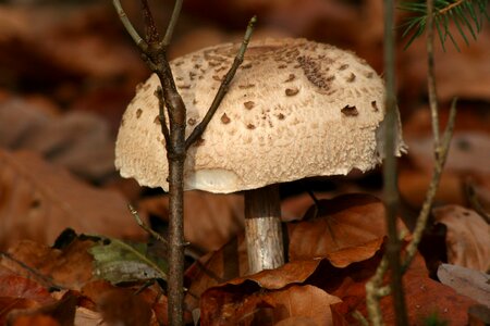 Forest fruit forest mushrooms