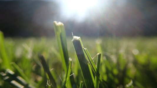Spring summer green