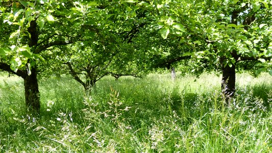 Spring green rest