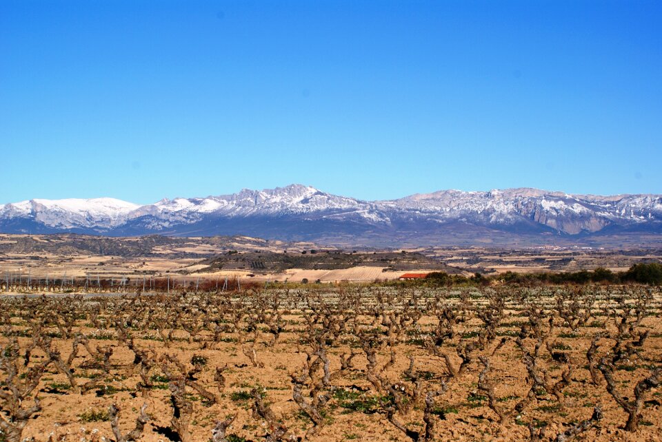 Logroño vineyards winter