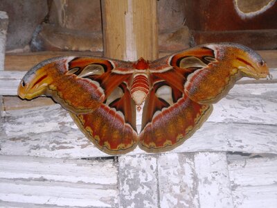 Elephant brown white