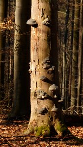 Tree fungus nature log