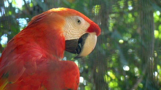 Nature forest red photo