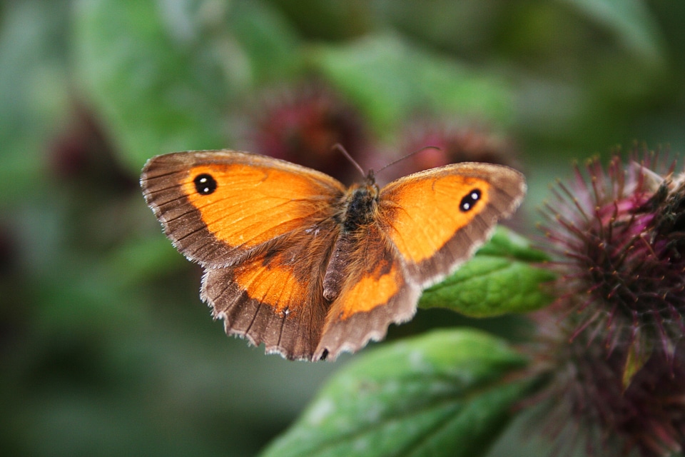 Butterfly color flower