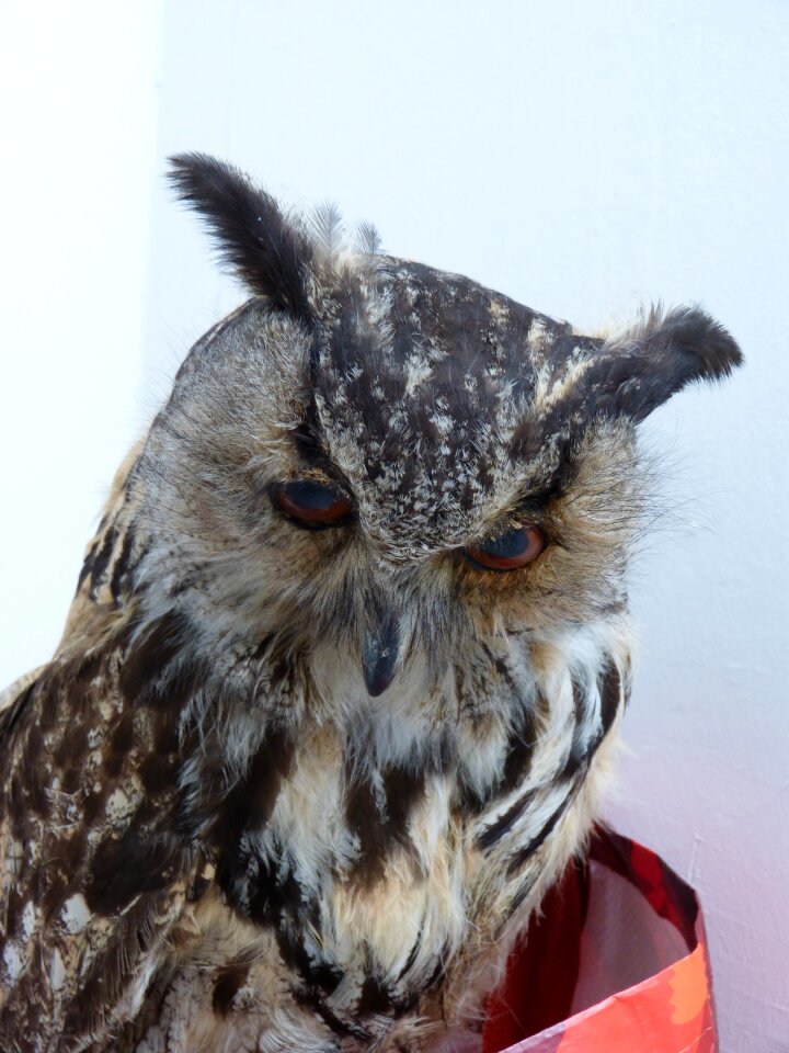 Bird birds bubo bubo