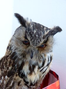 Bird birds bubo bubo