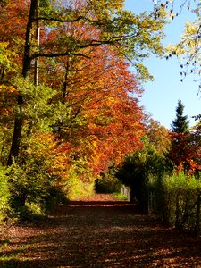 Trail landscape autumn photo