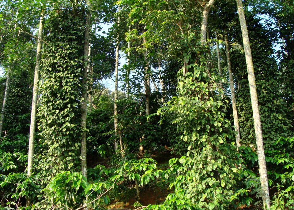 Piper nigrum vine madikeri coorg