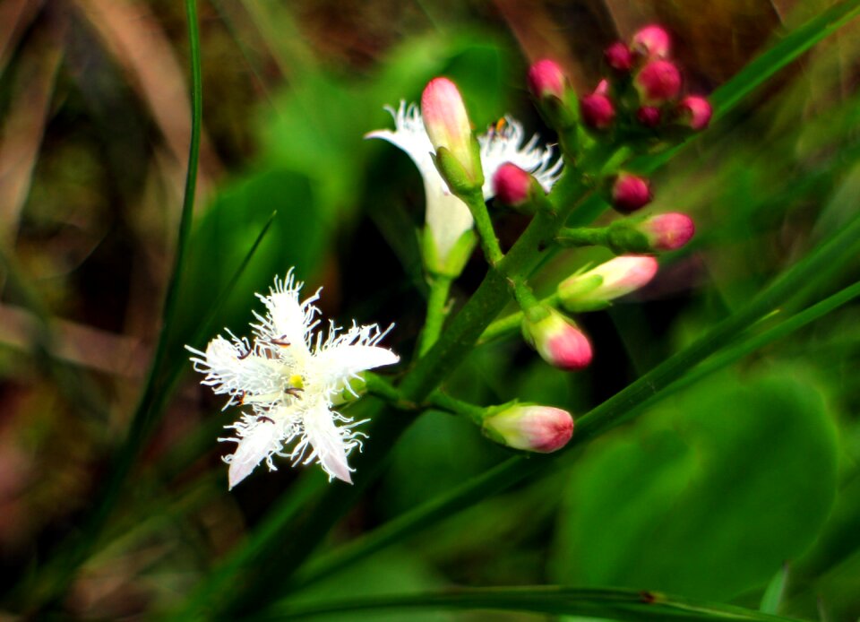 Bud white sumpfpfanze