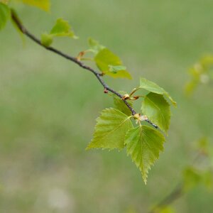 Birch leaf spring betula photo