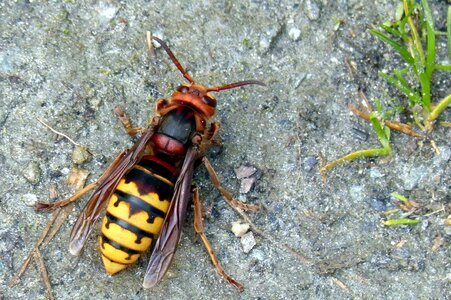 Wasp insect sting