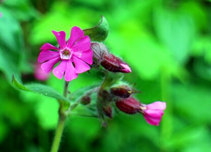 Campion flower plant