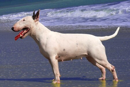 Female pet beach