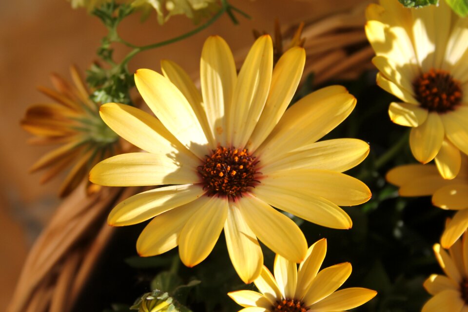 Close up macro nature