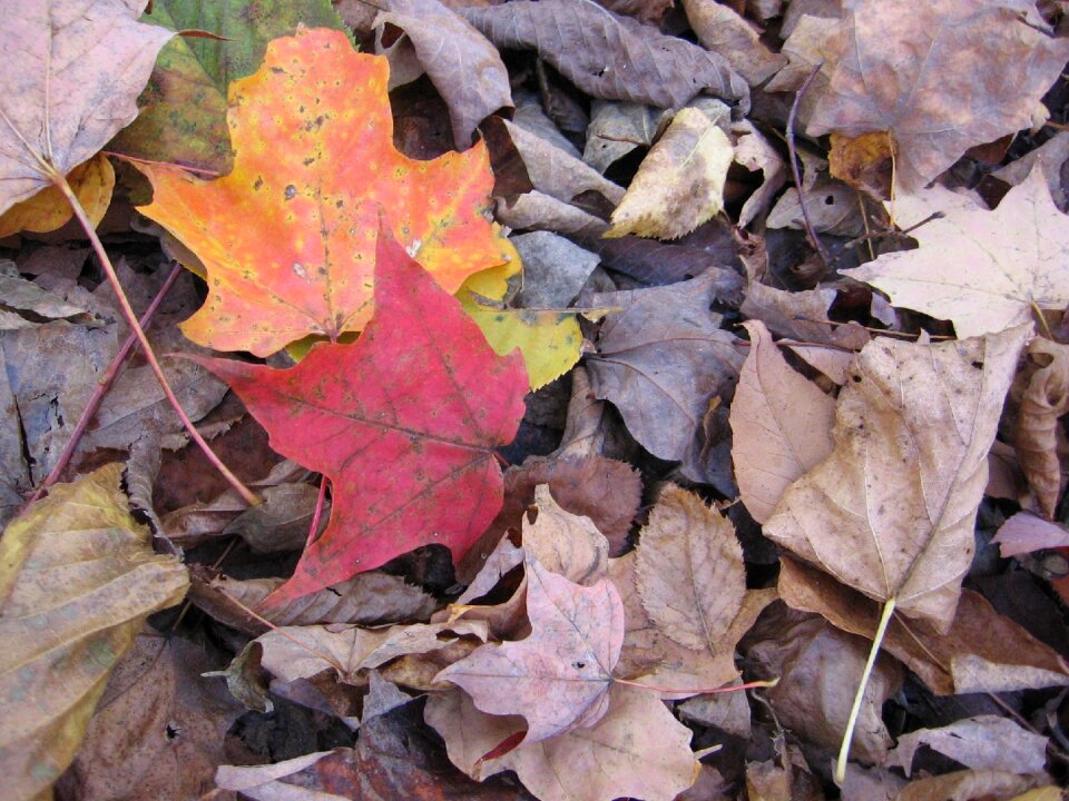 Autumn colorful fall