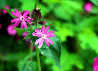 Campion flower plant