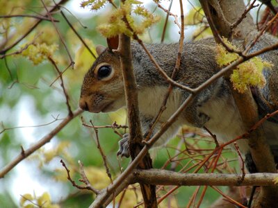 Branch tree nature photo