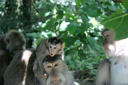 Forest baby monkey indonesia photo