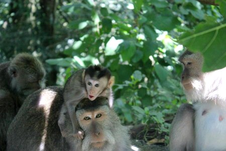 Forest baby monkey indonesia