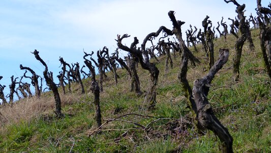 Vines stock winegrowing agriculture