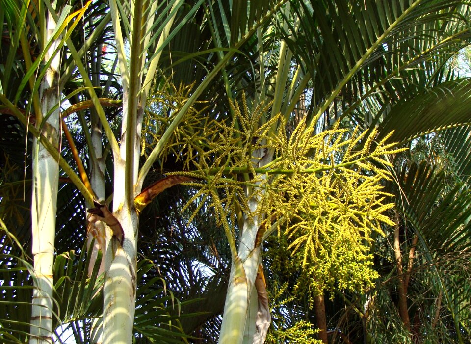 Dypsis lutescens arecaceae india