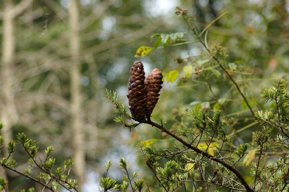 Yellow branch of keteleeria fortunei keteleeria fortunei fruit