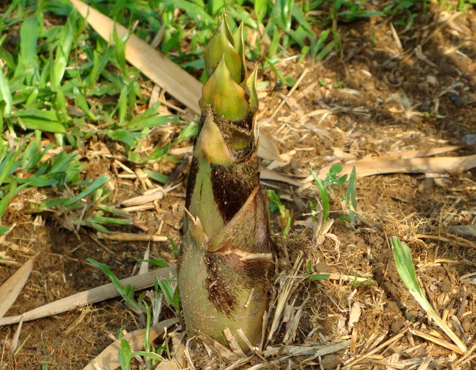 Bamboo shoot kodagu india