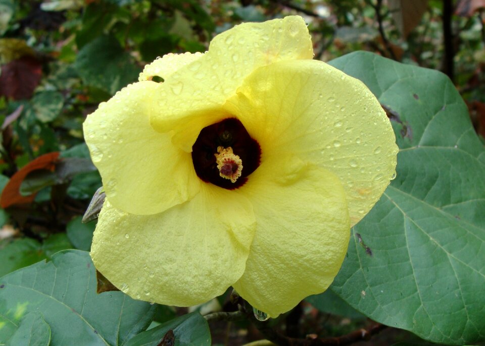 Tree hibiscus tiliaceus kodagu