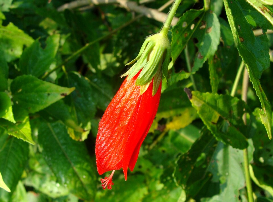 Malvaviscus penduliflorus kodagu india