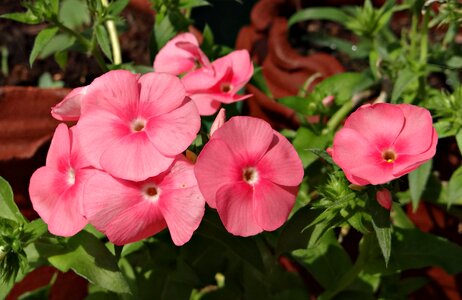 Flower pink india