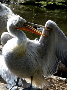 Plumage spring care bill