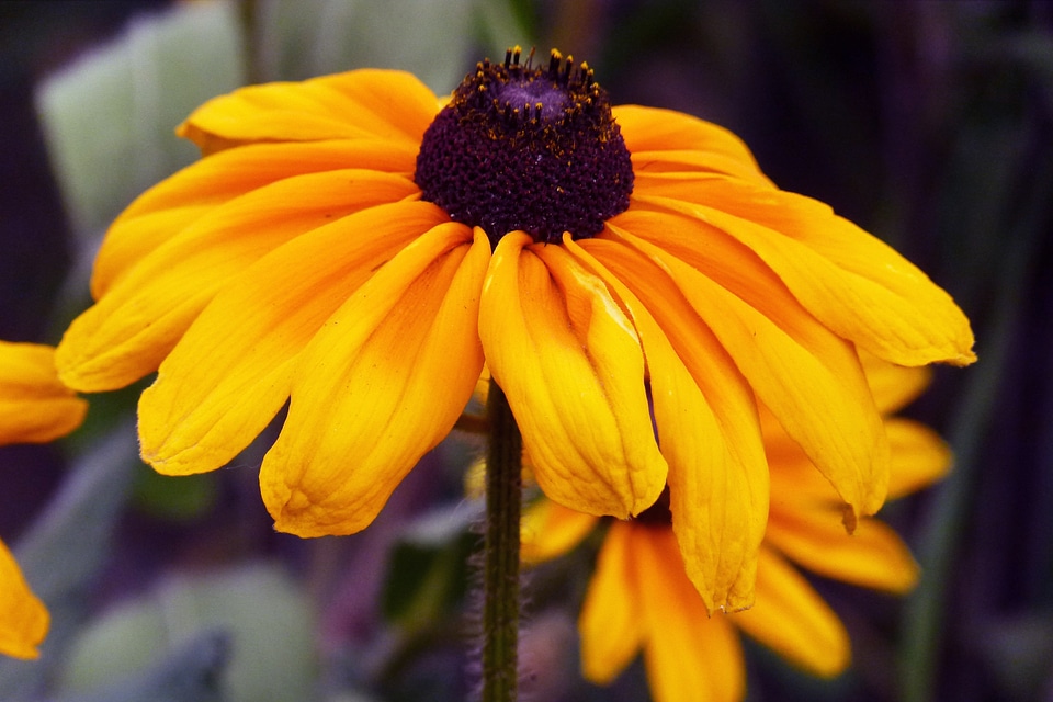 Nature yellow summer