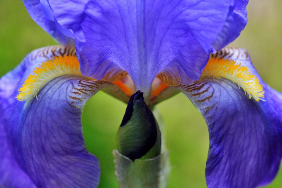 Bloom bud flower