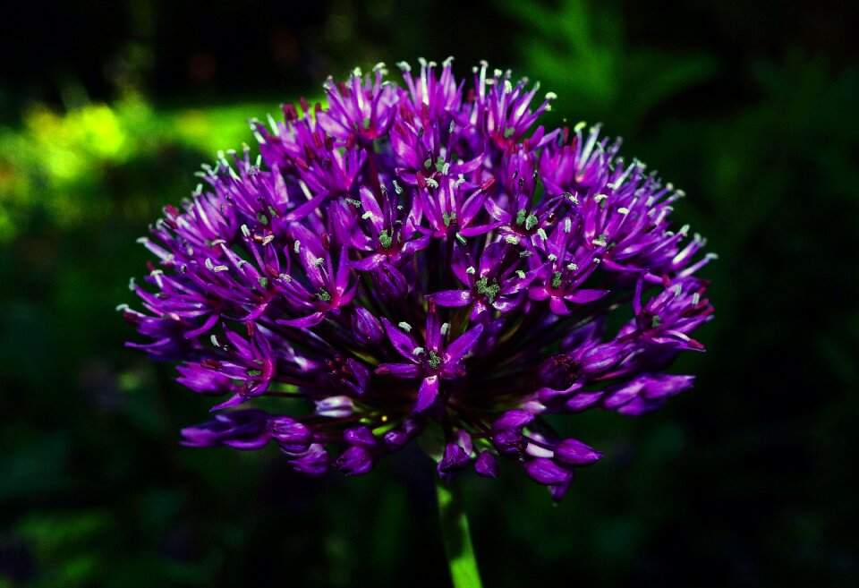 Flowers purple beautiful