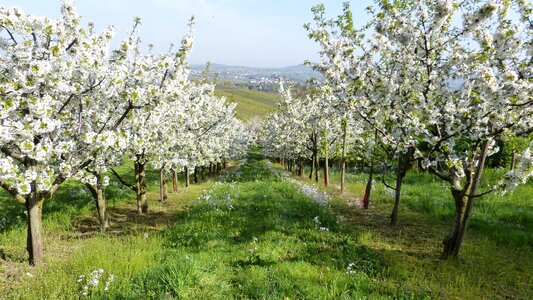 Blossom bloom white