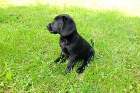 Cute black meadow
