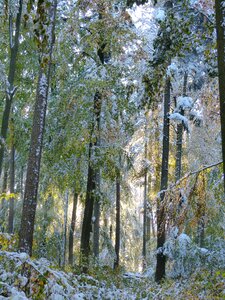 Trees snow snowy photo